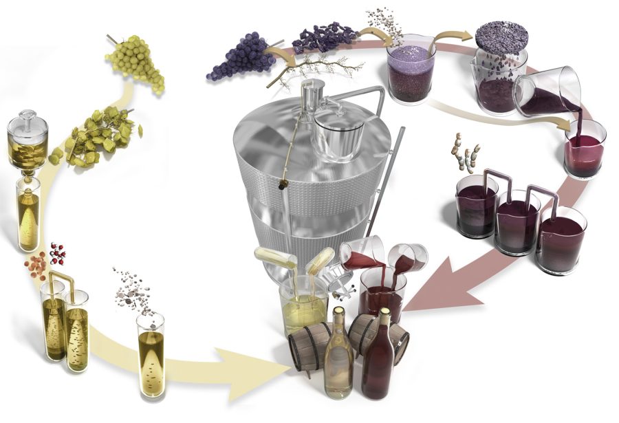 Illustration created for Science & Vie magazine: The making of red and white wine