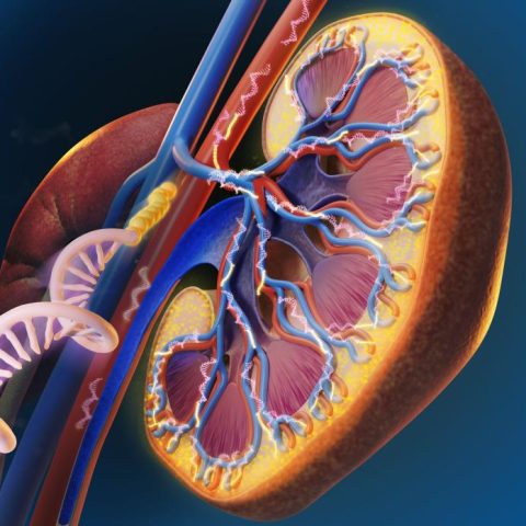 Scientific Illustration