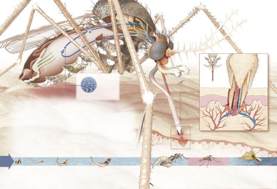 Illustration created for Science & Vie magazine: The mosquito, spreader of infection.