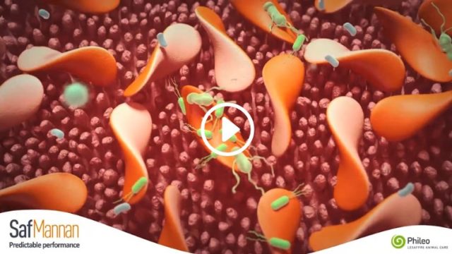 3D animated film — Phileo Lesaffre