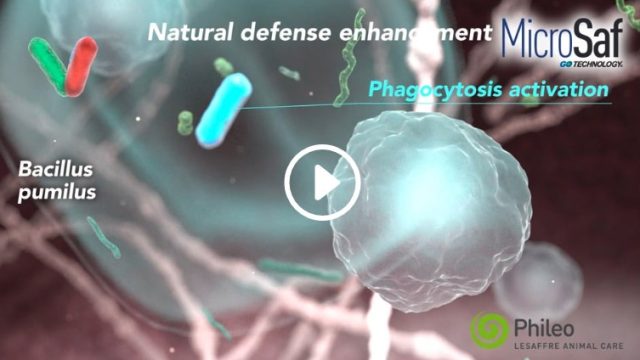 3D animated film — Phileo Lesaffre